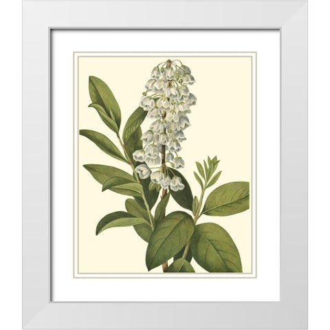 Delicate Foliage IV White Modern Wood Framed Art Print with Double Matting by Unknown