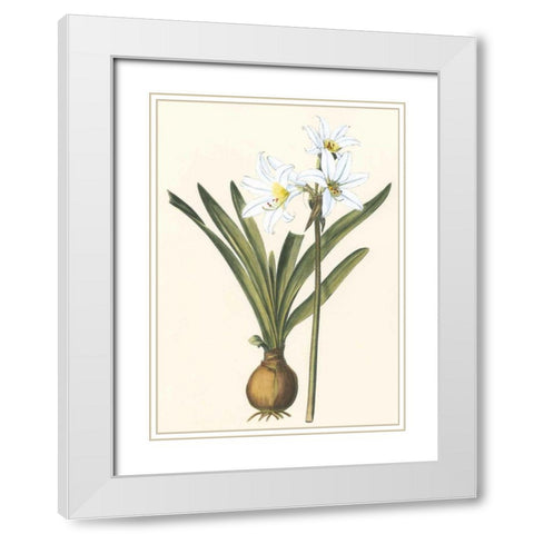 Belladonna Lilies III White Modern Wood Framed Art Print with Double Matting by Vision Studio