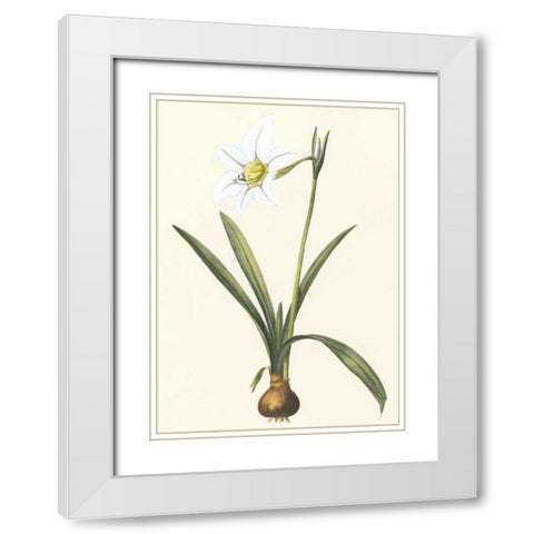 Belladonna Lilies IV White Modern Wood Framed Art Print with Double Matting by Vision Studio