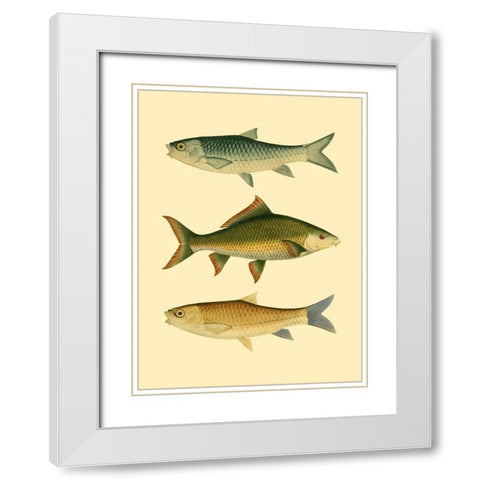 Antique Fish I White Modern Wood Framed Art Print with Double Matting by Briggs, Ernest