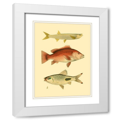 Antique Fish II White Modern Wood Framed Art Print with Double Matting by Briggs, Ernest