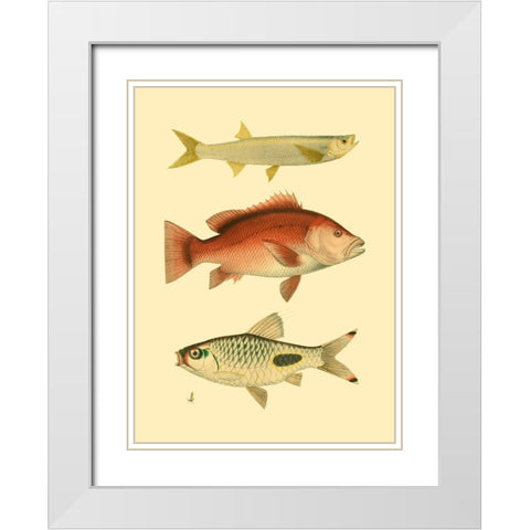 Antique Fish II White Modern Wood Framed Art Print with Double Matting by Briggs, Ernest