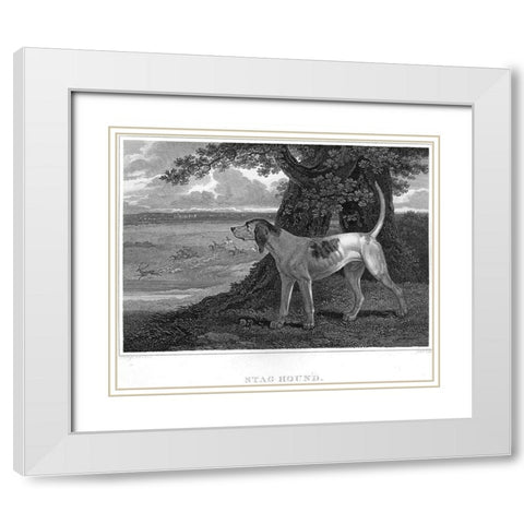 Staghound White Modern Wood Framed Art Print with Double Matting by Scott, John