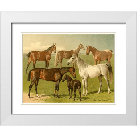 Horse Breeds I White Modern Wood Framed Art Print with Double Matting by Volkers, Emil