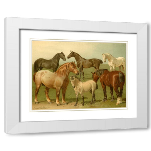 Horse Breeds II White Modern Wood Framed Art Print with Double Matting by Volkers, Emil