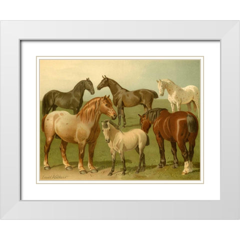 Horse Breeds II White Modern Wood Framed Art Print with Double Matting by Volkers, Emil