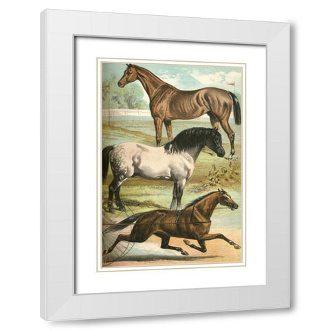 Johnsons Horse Breeds I White Modern Wood Framed Art Print with Double Matting by Johnson, Henry J.