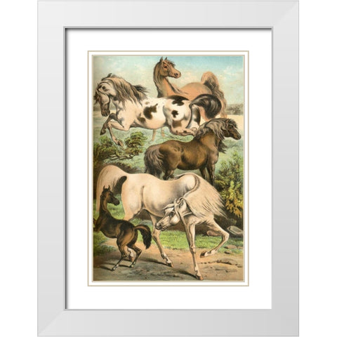 Johnsons Horse Breeds II White Modern Wood Framed Art Print with Double Matting by Johnson, Henry J.