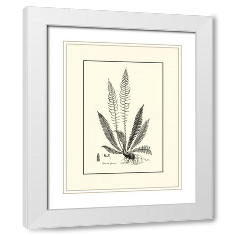 BandW Fern I White Modern Wood Framed Art Print with Double Matting by Curtis