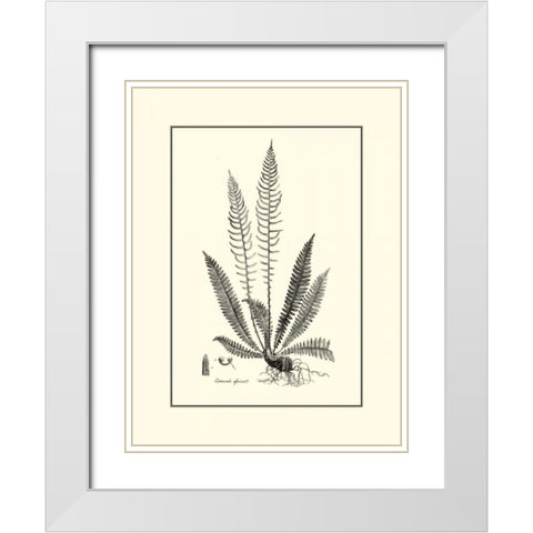 BandW Fern I White Modern Wood Framed Art Print with Double Matting by Curtis