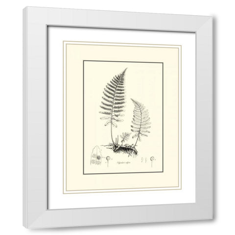 BandW Fern II White Modern Wood Framed Art Print with Double Matting by Curtis