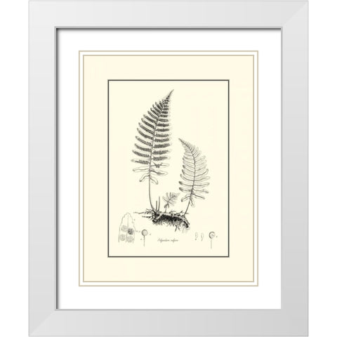 BandW Fern II White Modern Wood Framed Art Print with Double Matting by Curtis