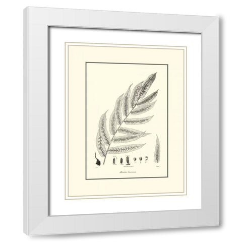 BandW Fern III White Modern Wood Framed Art Print with Double Matting by Curtis