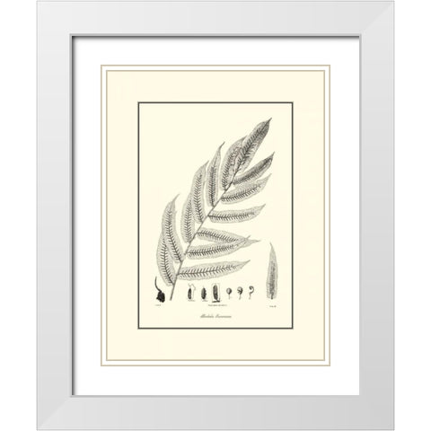 BandW Fern III White Modern Wood Framed Art Print with Double Matting by Curtis
