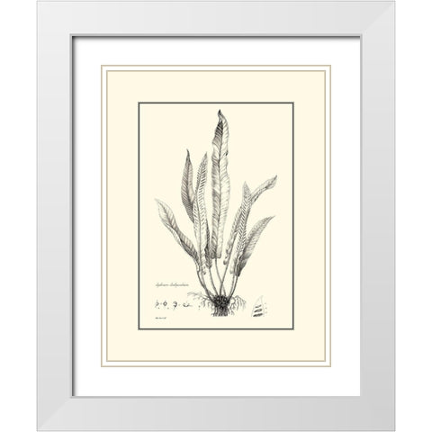 BW Fern IV White Modern Wood Framed Art Print with Double Matting by Curtis