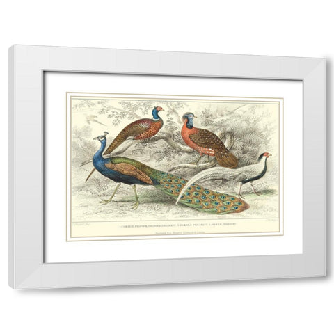 Peacock and Pheasants White Modern Wood Framed Art Print with Double Matting by Stewart, J.