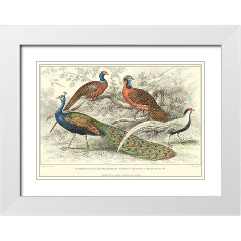 Peacock and Pheasants White Modern Wood Framed Art Print with Double Matting by Stewart, J.