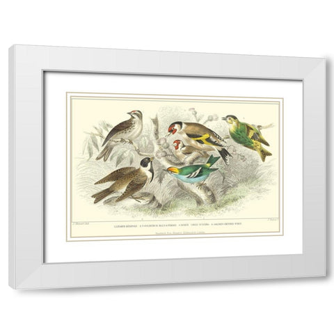 Goldfinch, Buntings and Wrens White Modern Wood Framed Art Print with Double Matting by Stewart, J.