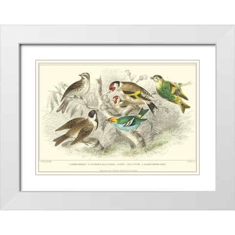 Goldfinch, Buntings and Wrens White Modern Wood Framed Art Print with Double Matting by Stewart, J.