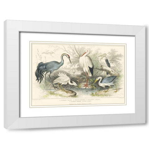 Herons, Egrets and Cranes White Modern Wood Framed Art Print with Double Matting by Stewart, J.