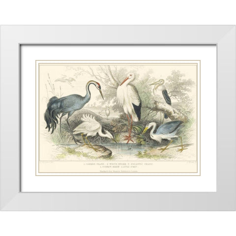 Herons, Egrets and Cranes White Modern Wood Framed Art Print with Double Matting by Stewart, J.