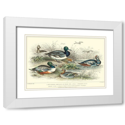 Duck Varieties White Modern Wood Framed Art Print with Double Matting by Stewart, J.