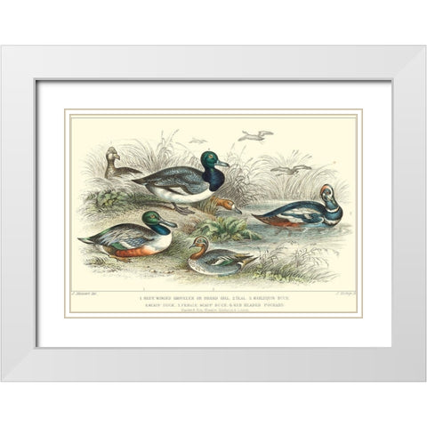 Duck Varieties White Modern Wood Framed Art Print with Double Matting by Stewart, J.