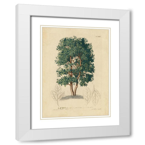 non-embellished Laurel Tree White Modern Wood Framed Art Print with Double Matting by Unknown