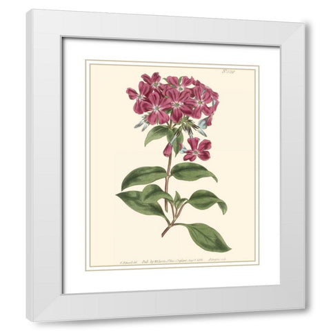 Mauve Beauty III White Modern Wood Framed Art Print with Double Matting by Curtis