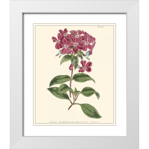 Mauve Beauty III White Modern Wood Framed Art Print with Double Matting by Curtis