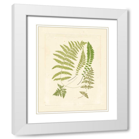 Ferns with Platemark II White Modern Wood Framed Art Print with Double Matting by Vision Studio