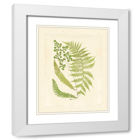 Ferns with Platemark III White Modern Wood Framed Art Print with Double Matting by Vision Studio