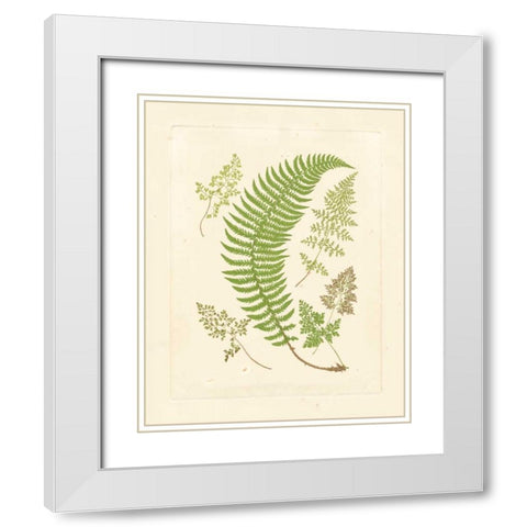 Ferns with Platemark IV White Modern Wood Framed Art Print with Double Matting by Vision Studio