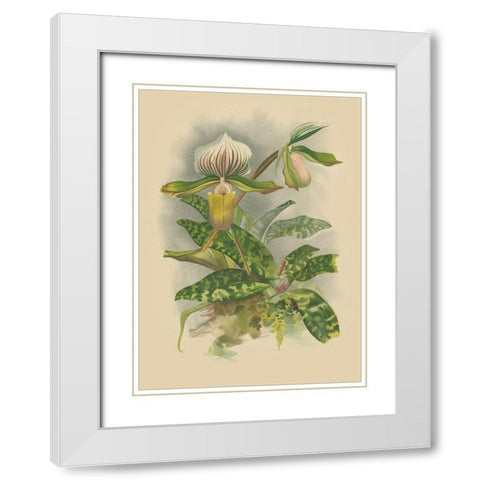 Lindenia Orchids I White Modern Wood Framed Art Print with Double Matting by Unknown