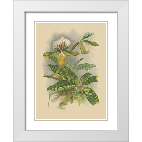 Lindenia Orchids I White Modern Wood Framed Art Print with Double Matting by Unknown