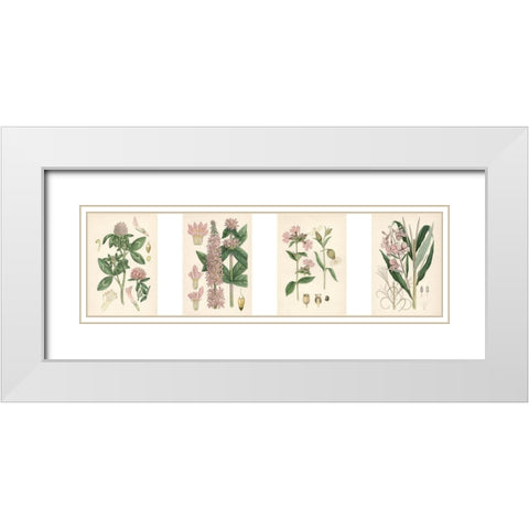 Pink Botanicals White Modern Wood Framed Art Print with Double Matting by Unknown