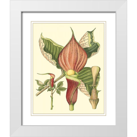 Botanical Fantasy I White Modern Wood Framed Art Print with Double Matting by Unknown