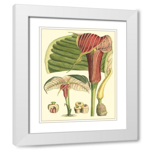 Botanical Fantasy II White Modern Wood Framed Art Print with Double Matting by Unknown
