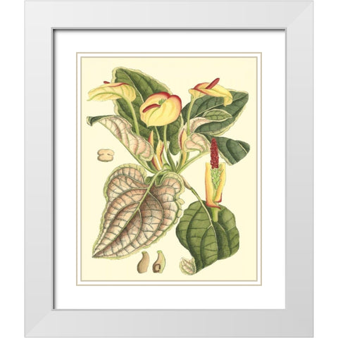 Botanical Fantasy III White Modern Wood Framed Art Print with Double Matting by Unknown