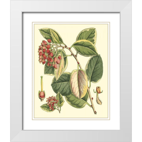 Botanical Fantasy IV White Modern Wood Framed Art Print with Double Matting by Unknown
