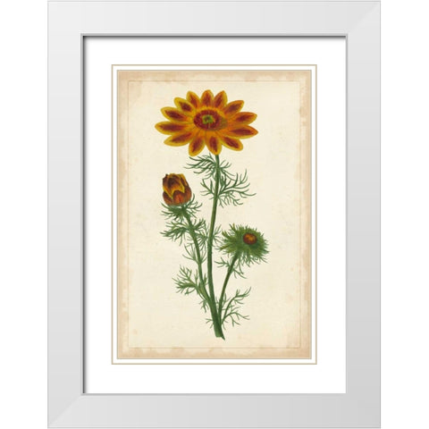 Vibrant Curtis Botanicals I White Modern Wood Framed Art Print with Double Matting by Unknown