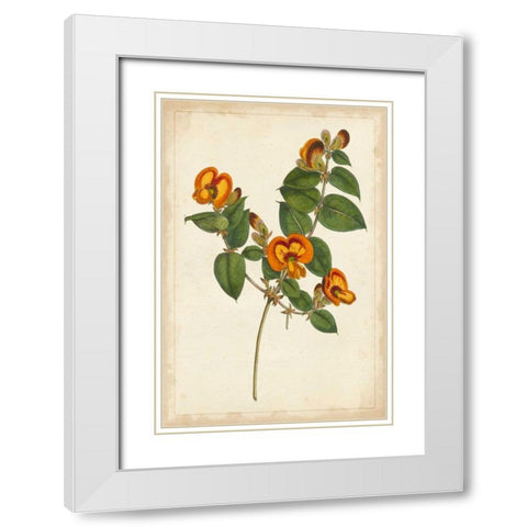 Vibrant Curtis Botanicals II White Modern Wood Framed Art Print with Double Matting by Unknown