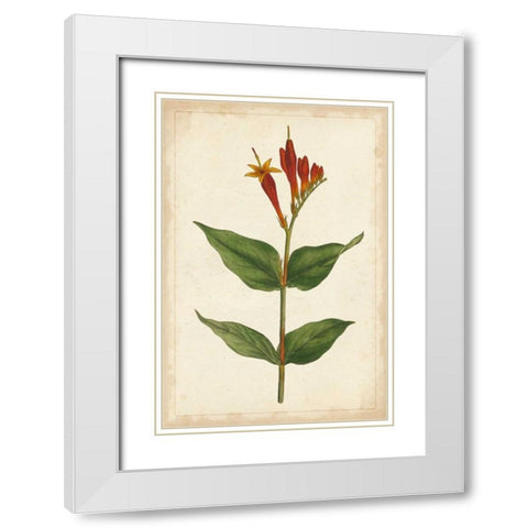 Vibrant Curtis Botanicals III White Modern Wood Framed Art Print with Double Matting by Unknown