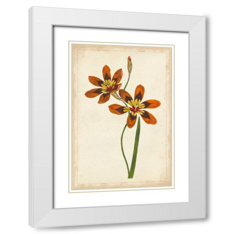 Vibrant Curtis Botanicals IV White Modern Wood Framed Art Print with Double Matting by Unknown