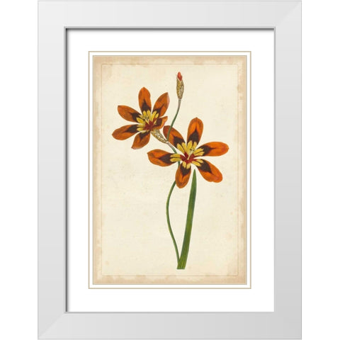 Vibrant Curtis Botanicals IV White Modern Wood Framed Art Print with Double Matting by Unknown