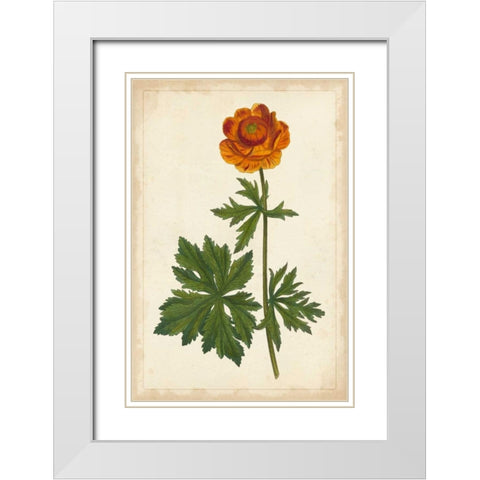 Vibrant Curtis Botanicals V White Modern Wood Framed Art Print with Double Matting by Unknown