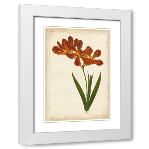 Vibrant Curtis Botanicals VI White Modern Wood Framed Art Print with Double Matting by Unknown