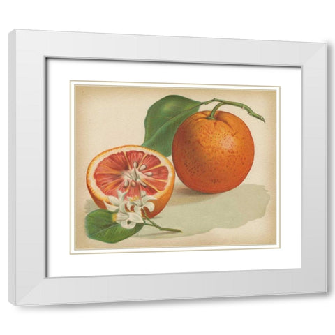 Orange Study I White Modern Wood Framed Art Print with Double Matting by Unknown