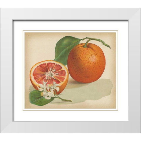 Orange Study I White Modern Wood Framed Art Print with Double Matting by Unknown