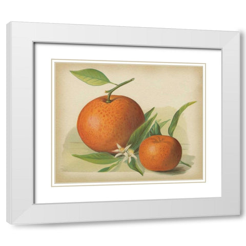 Orange Study II White Modern Wood Framed Art Print with Double Matting by Unknown